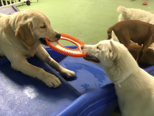Wags & Wiggles image