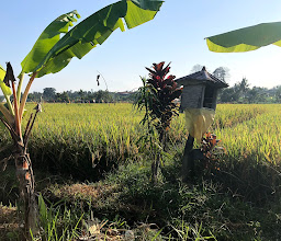 Sanur Cycle Tours photo
