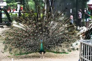 Peacock Eco Park Perai image