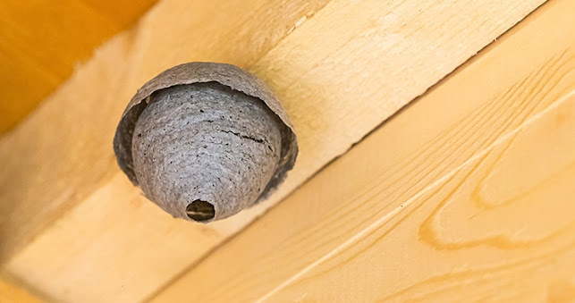 Anmeldelser af Hvepseekspert i Brønshøj-Husum - Andet