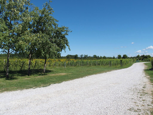 Vineyard «Harpersfield Vineyard», reviews and photos, 6387 OH-307, Geneva, OH 44041, USA