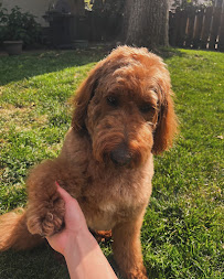 Waggle Pet Care - Photo 7 - Car repair in , Overland Park