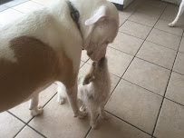 Pets & Me - Photo 8 - Car repair in , Torrance