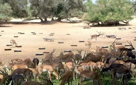 Lal Suhanra National Park image