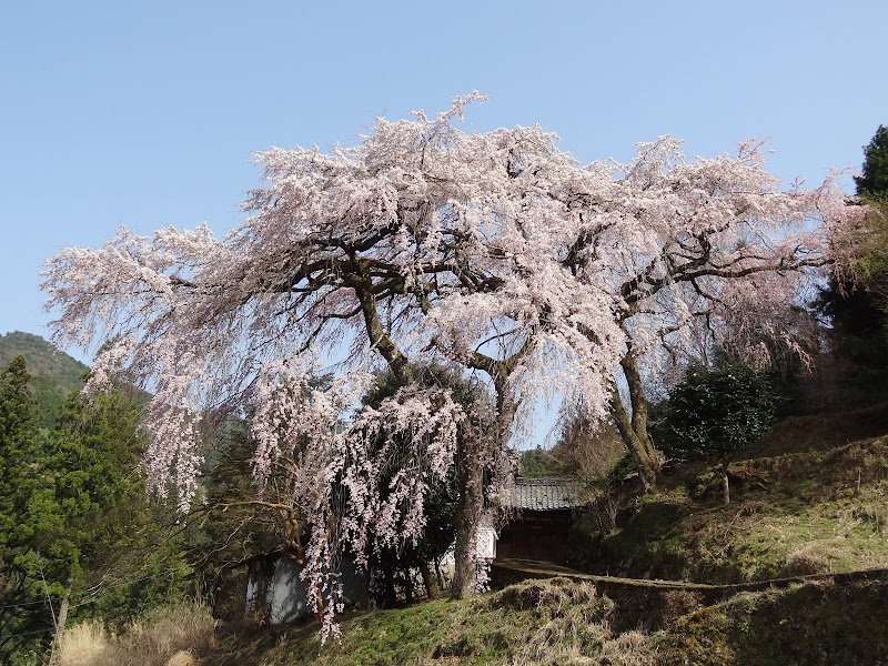 桜樹山 善徳寺