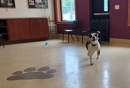 Henry County Humane Society