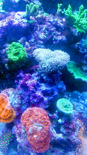 Aquarium Shop «Exotic Aquariums», reviews and photos, 7399 Bird Rd, Miami, FL 33155, USA