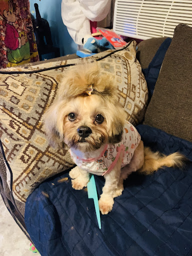 Pet Supply Store «Pet Supplies Plus», reviews and photos, 2155 Delaware Ave, Buffalo, NY 14216, USA