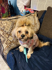 Pet Supplies Plus Buffalo - Photo 5 - Car repair in Buffalo, NY, Buffalo