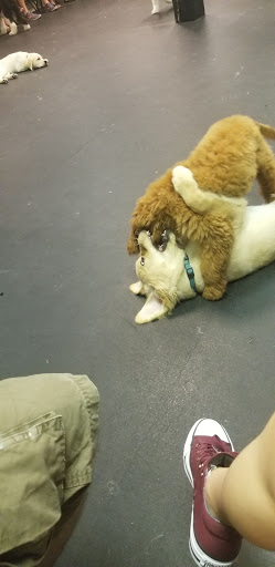 Pet Supply Store «Dogology», reviews and photos, 166 Albany Turnpike, Canton, CT 06019, USA