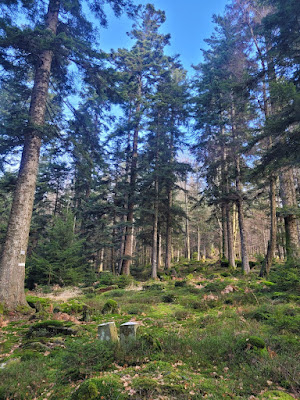 La cabane du Dersou à Grandfontaine