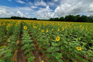 Autauga County Sunflower Field image