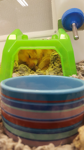 Pet Supply Store «Petco Animal Supplies», reviews and photos, 1141 Wantagh Ave, Wantagh, NY 11793, USA