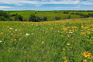 York Prairie State Natural Area image