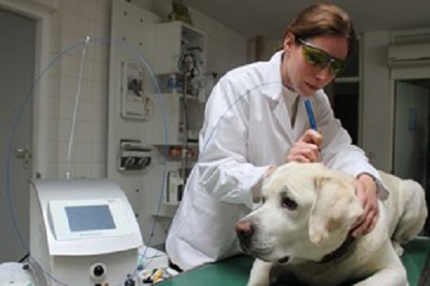 Dr.med.vet.S. Haberkern-Chatzis, Fachtierärztin für Klein-und Heimtiere unter Neckarsulm, 