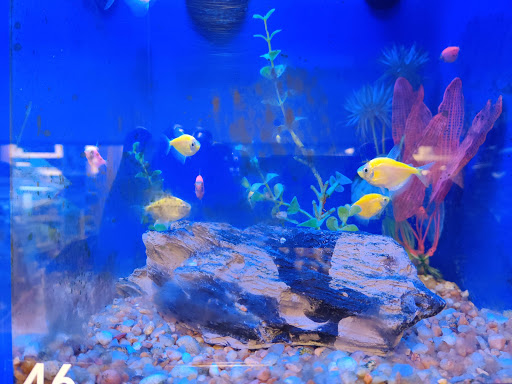 Pet Supply Store «PetSmart», reviews and photos, 215 Needham St, Newton, MA 02464, USA