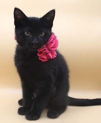 Feline Felons Cat Cafe - Photo 7 - Car repair in Waldorf, MD, Waldorf