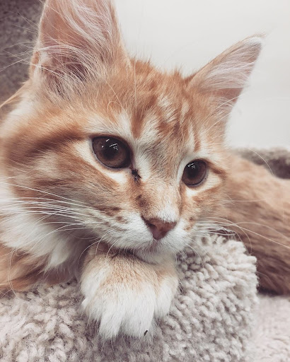 Pet Supply Store «Pet Supplies Plus», reviews and photos, 955 Co Rd E East #100, Vadnais Heights, MN 55127, USA