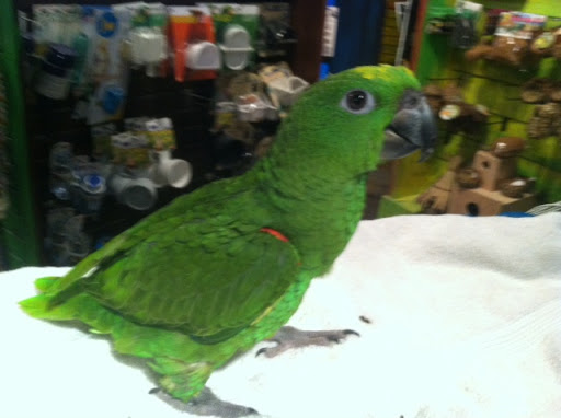 Pet Store «Pet Kingdom», reviews and photos, 4650 S Cleveland Ave, Fort Myers, FL 33907, USA