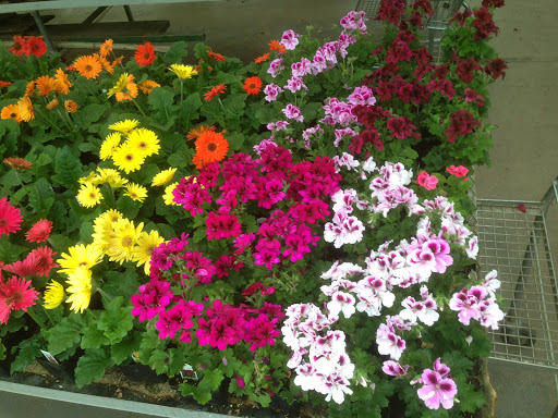 Florist «Pletschers», reviews and photos, 641 Old Hwy 8 SW, New Brighton, MN 55112, USA