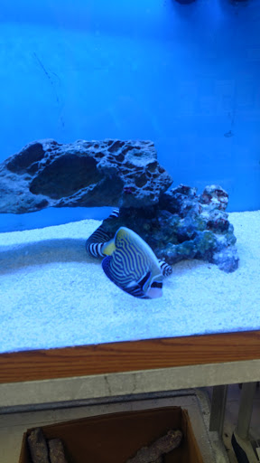 Pet Store «Odd Lot Pet Shop», reviews and photos, 7769 S Harlem Ave, Bridgeview, IL 60455, USA