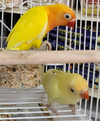 Pet Store «Louis Birds Pets & Supplies», reviews and photos, 80 Keyes St, San Jose, CA 95122, USA