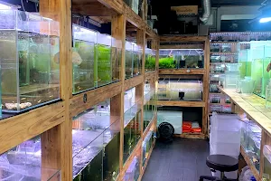Kyoku Tokyo Shrimp Aquariums image