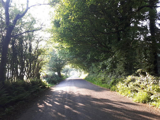 Munster Tree Services