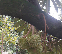 Jambu titi kuning photo