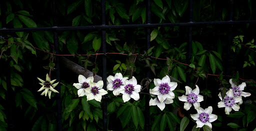 春日井園芸センター 土岐市の農業 クレマチス