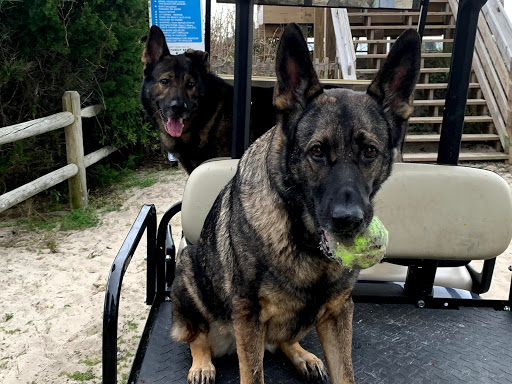 Dog Trainer «K9 Penn Dog Training Services», reviews and photos, 475 Sandy Ln, Surfside Beach, SC 29575, USA