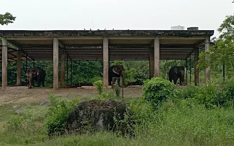 Elephant zoo image