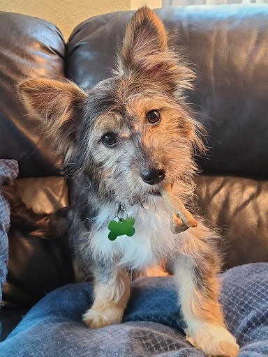 Montecito Veterinary Center image