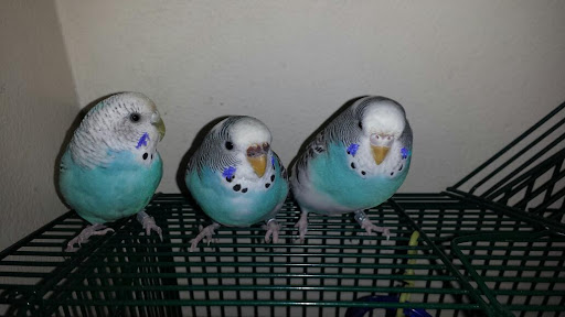 Pet Store «Petland Fairfax», reviews and photos, 9404 Main Street, Fairfax, VA 22031, USA