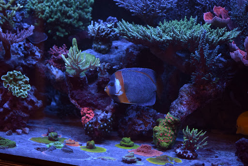 Aquarium «VIP Reef Aquarium», reviews and photos, 16300 SW 137th Ave #121, Miami, FL 33177, USA