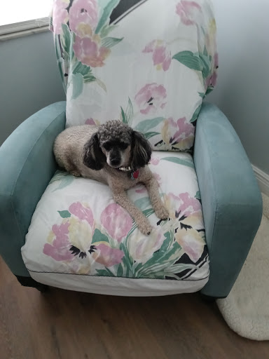 Pet Supply Store «Petco Animal Supplies», reviews and photos, 2227 E Semoran Blvd, Apopka, FL 32703, USA