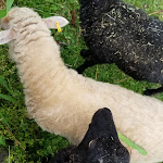 Photo n°19 de l'avis de Joshua. fait le 16/07/2019 à 20:07 sur le  Gut Hügle Erlebnishof à Ravensburg