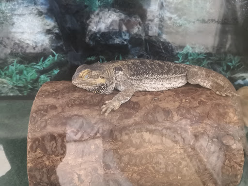 Pet Store «Precious Pets III», reviews and photos, 1091 US-130, Burlington, NJ 08016, USA