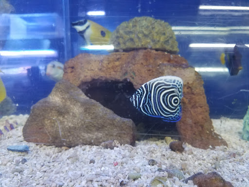 Tropical Fish Store «Aquatic Design», reviews and photos, 1629 N Central Expy, Plano, TX 75075, USA