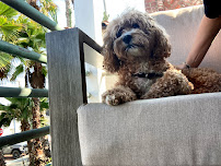 Camp Puppies - Dog Walking & Boarding in South Bay - Photo 4 - Car repair in El Segundo, CA, Torrance