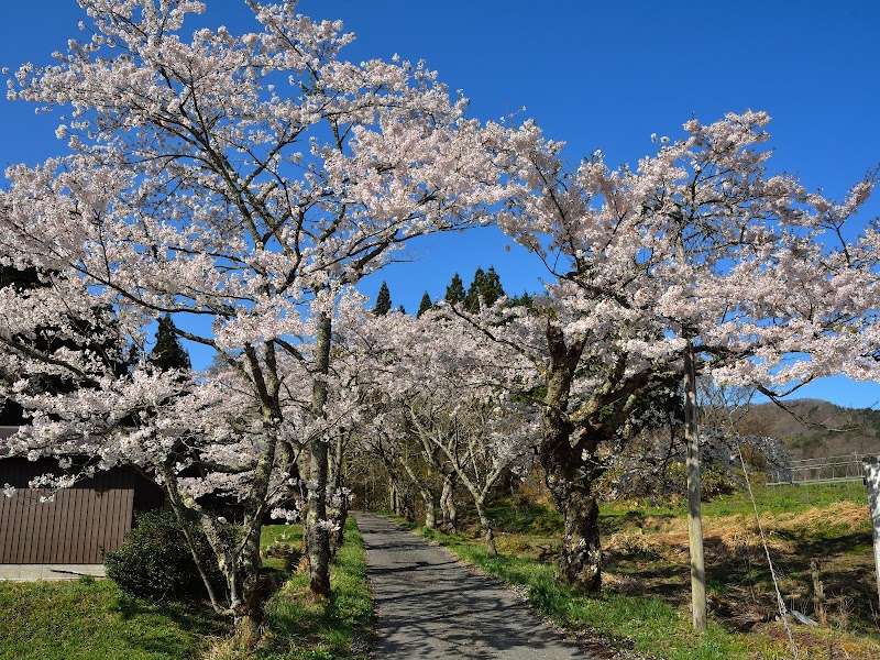 茅部神社の桜並木