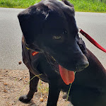 Photo n°1 de l'avis de Pia.l fait le 24/07/2022 à 17:04 sur le  Tank & Rast Raststätte Hüttener Berge West à Alt Duvenstedt