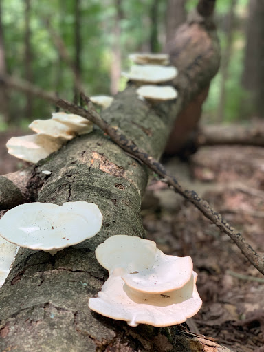 Park «Percy Warner Park», reviews and photos, 7311 Tennessee 100, Nashville, TN 37221, USA