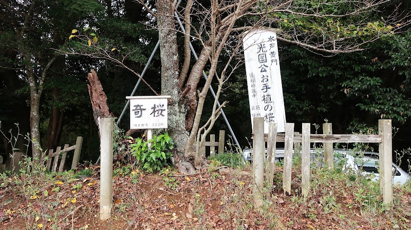 光圀公お手植えの桜