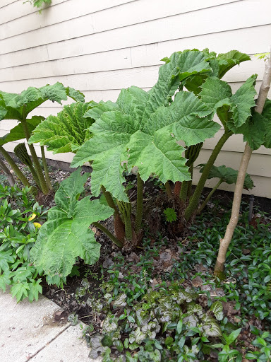 Recreation Center «Willamalane Adult Activity Center», reviews and photos, 215 W C St, Springfield, OR 97477, USA