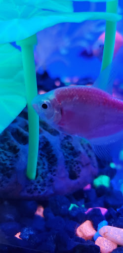 Pet Supply Store «PetSmart», reviews and photos, 225 NW Commons Loop, Lake City, FL 32055, USA