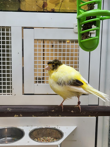 Pet Supply Store «PetSmart», reviews and photos, 1020 Veterans Pkwy #900, Clarksville, IN 47129, USA