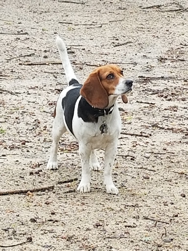 Pet Supply Store «Petco Animal Supplies», reviews and photos, 1100 Middle Country Rd, Selden, NY 11784, USA