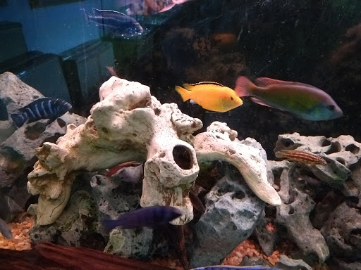 Pet Store «M V Pets», reviews and photos, 7429 S Westnedge Ave, Portage, MI 49002, USA