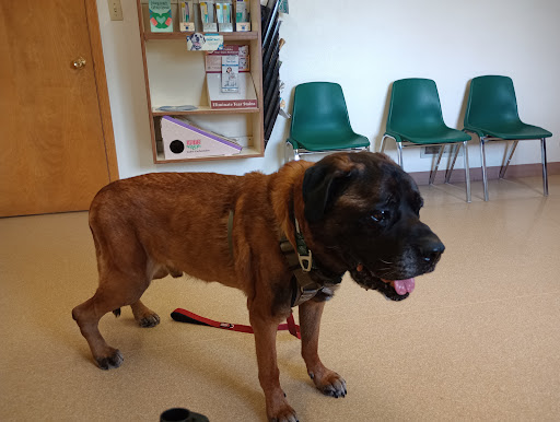 Companion Animal Clinic image